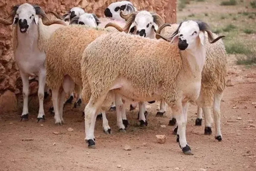 سوق لودر يشهد إقبالاً متزايداً على أضاحي العيد والاسعار بشكل صادم